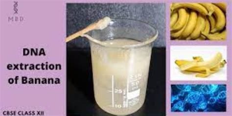 extract banana dna|extracting dmt from bananas.